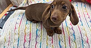 Brownie is registered to the contest to win money with this photo: big_eyes, blanket, brown_coat, cozy_scene, crocheted_blanket, cute, dachshund, decorative_gnome, dog, fabric_texture, flowers, indoor, pet, plants, portrait, puppy, red_pillow, small_paws, toy_pillow, wooden_planter