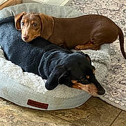 Brownie is registered to the contest to win money with this photo: black_dog, brown_dog, carpet, companion, cozy, cuddling, dachshund, dog, dog_bed, ears, indoors, looking_at_camera, lying_down, nose, pet, pet_bed, puppy, resting, tile_floor, two_dogs