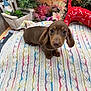 Brownie is registered to the contest to win money with this photo: dog, puppy, dachshund, blanket, knit_blanket, plant, flowers, stuffed_toy, indoor, brown, cute, portrait, paws, ears, nose, looking_up, cozy, decor, succulent, closeup