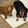 Brownie is registered to the contest to win money with this photo: dog, dachshund, pet, brown_dog, black_dog, floor, tile, mat, indoor, animal, cute, two_dogs, canine, ears, collar, paw, resting, domestic_animal, companions, looking