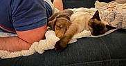 Brownie joined the competition — help win amazing prizes! person, dog, puppy, cat, siamese_cat, blanket, couch, resting, sleeping, indoor, cozy, relaxation, pet, animal, fur, friendship, comfort, casual_clothing, home, soft_texture