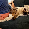 animal, blanket, casual_clothing, cat, comfort, couch, cozy, dog, friendship, fur, home, indoor, person, pet, puppy, relaxation, resting, siamese_cat, sleeping, soft_texture