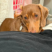 Brownie joined the competition — help win amazing prizes! dog, brown_dog, pet, animal, indoor, blanket, bed, laundry_basket, lamp, wicker, cozy, cute, portrait, looking, ears, collar, tag, fur, home, resting
