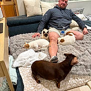 Brownie joined the competition — help win amazing prizes! man, adult_male, cat, dog, dachshund, small_dog, jack_russell, sofa, couch, blanket, pillow, water_bottle, socks, tattoo, living_room, pet_owner, cozy, curtains, throw_blanket, carpet