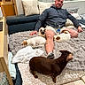 Brownie joined the competition — help win amazing prizes! adult_male, blanket, carpet, cat, couch, cozy, curtains, dachshund, dog, jack_russell, living_room, man, pet_owner, pillow, small_dog, socks, sofa, tattoo, throw_blanket, water_bottle