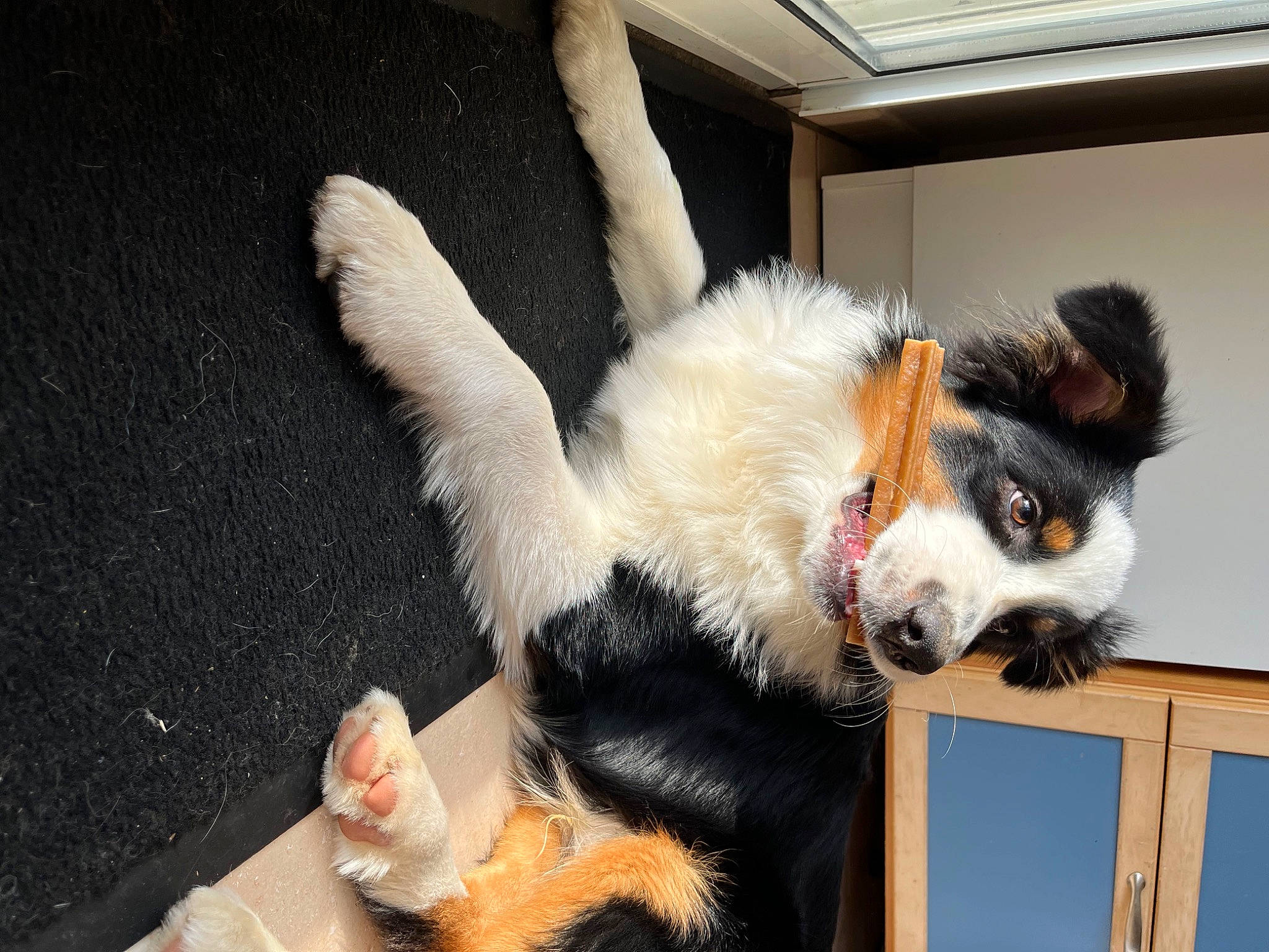 Scrappy a rejoint le concours — aidez-le/la à gagner de superbes lots ! canidae, carnivore, comfort, companion_dog, dog, dog_breed, dog_supply, fawn, fur, herding_dog, mammal, paw, snout, sporting_group, tail, toy_dog, vertebrate, whiskers, working_animal, working_dog