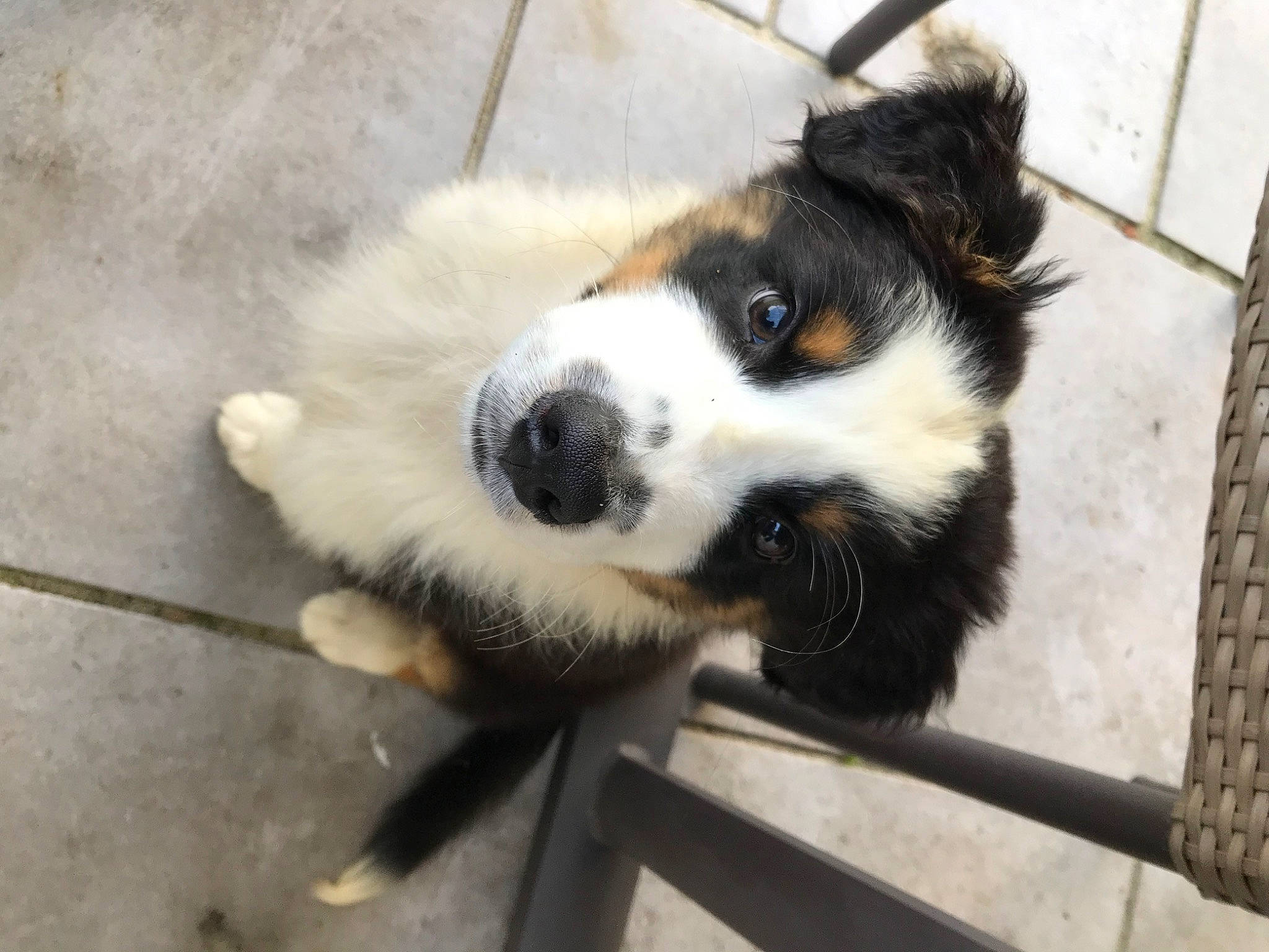 Scrappy a rejoint le concours — aidez-le/la à gagner de superbes lots ! australian_collie, australian_shepherd, bernese_mountain_dog, border_collie, canidae, carnivore, companion_dog, dog, dog_breed, fur, herding_dog, puppy, sporting_group, terrestrial_animal, whiskers, working_animal, working_dog