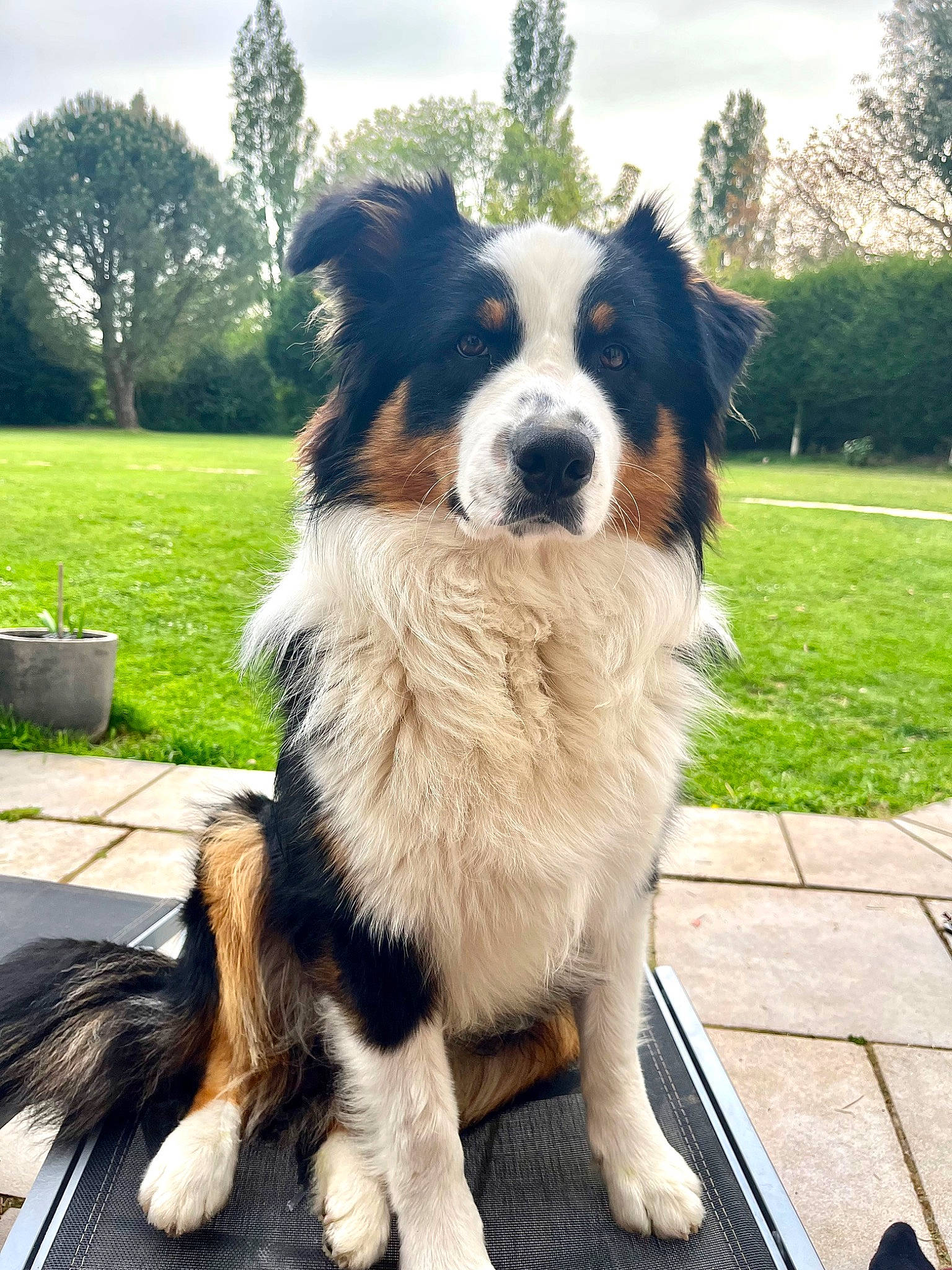Scrappy a rejoint le concours — aidez-le/la à gagner de superbes lots ! australian_collie, border_collie, canidae, carnivore, chair, cloud, companion_dog, dog, dog_breed, dog_collar, fur, herding_dog, plant, recreation, sky, snout, sporting_group, tail, tree, vertebrate