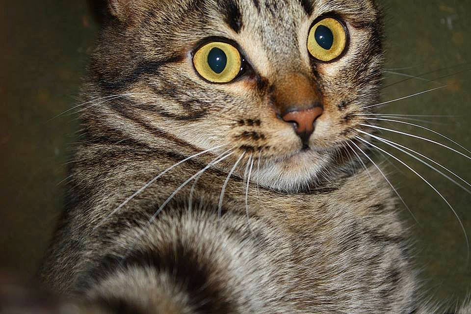 Pilou a rejoint le concours — aidez-le/la à gagner de superbes lots ! carnivore, cat, claw, domestic_short_haired_cat, felidae, fur, iris, paw, small_to_medium_sized_cats, snout, terrestrial_animal, whiskers, wildlife