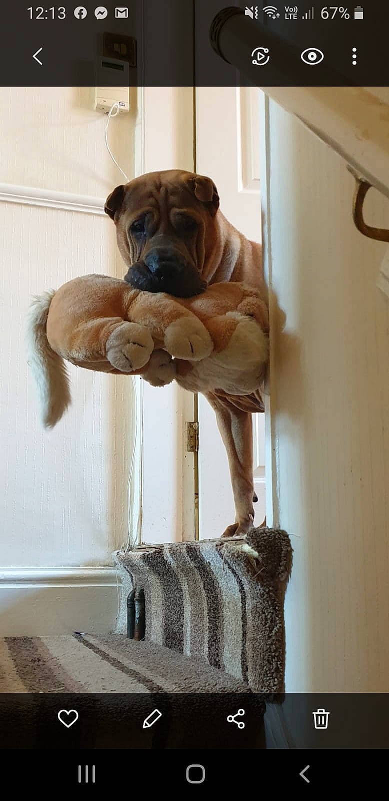 Troy is registered to the contest to win money with this photo: ancient_dog_breeds, boerboel, boxer, bullmastiff, canidae, carnivore, companion_dog, dog, dog_breed, english_mastiff, fawn, molosser, non_sporting_group, perro_de_presa_canario, puppy, shar_pei, snout, wood