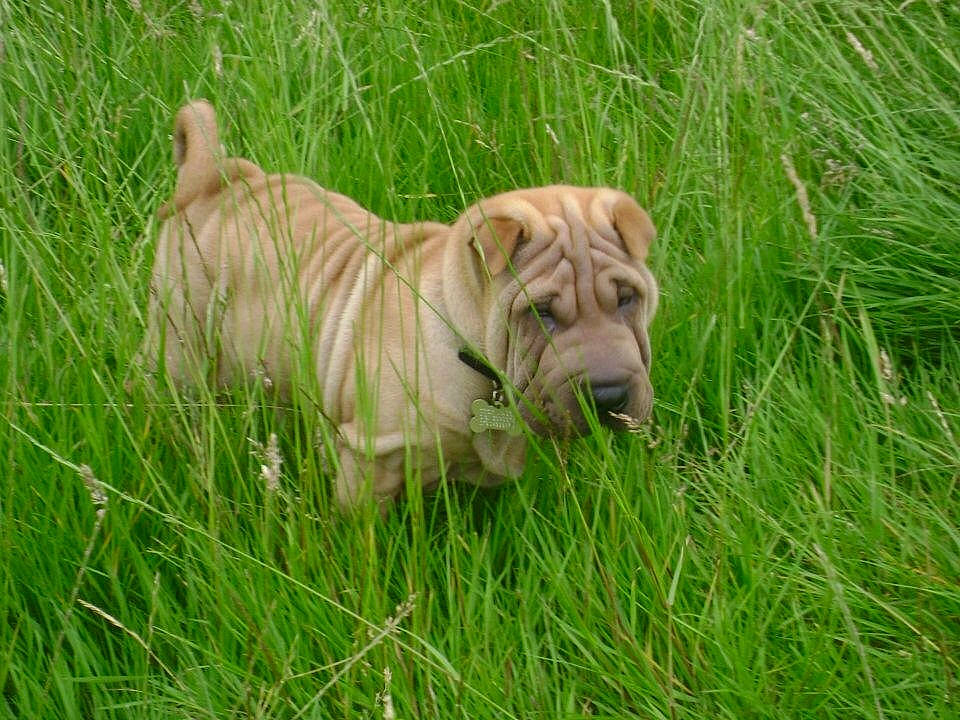 Troy joined the competition — help win amazing prizes! canidae, carnivore, companion_dog, dog, dog_breed, fawn, grass, mammal, non_sporting_group, ori_pei, shar_pei, vertebrate