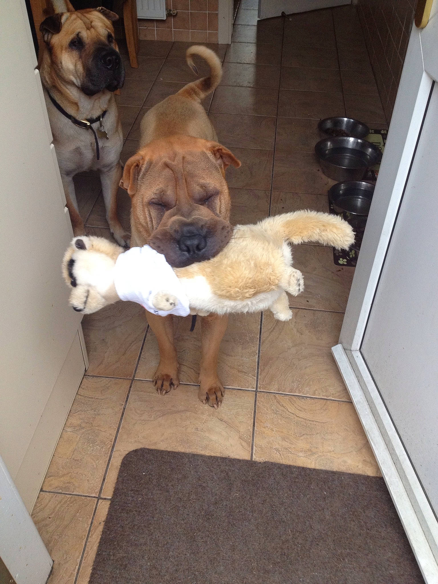 Troy is registered to the contest to win money with this photo: ancient_dog_breeds, black_mouth_cur, boerboel, bullmastiff, canidae, carnivore, companion_dog, dog, dog_breed, english_mastiff, fawn, floor, mammal, non_sporting_group, perro_de_presa_mallorquin, shar_pei, snout