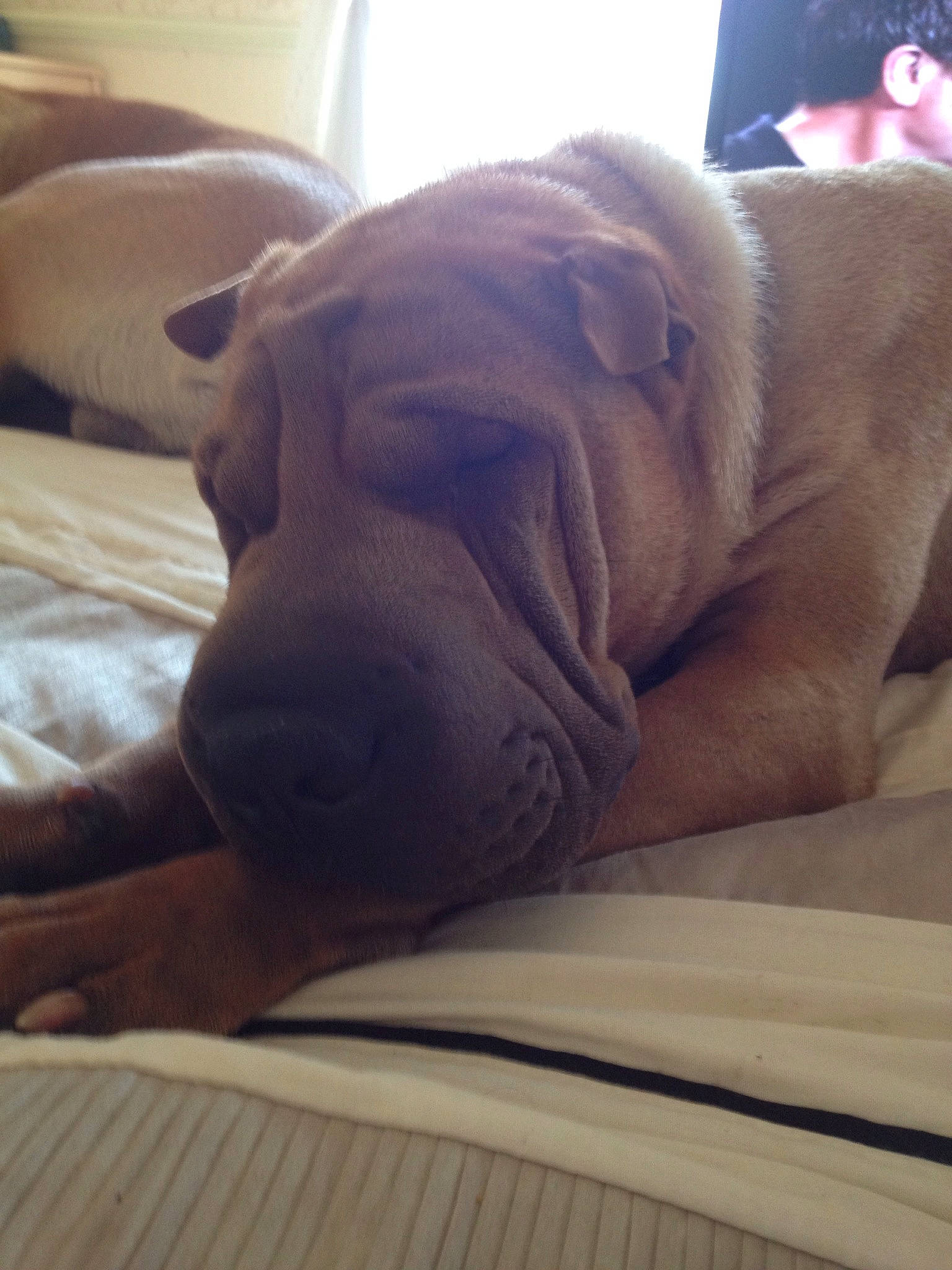 Troy is registered to the contest to win money with this photo: canidae, carnivore, companion_dog, dog, dog_breed, dogue_de_bordeaux, fawn, korean_mastiff, mammal, nap, non_sporting_group, ori_pei, shar_pei, skin, sleep, snout, sporting_group, vertebrate, vizsla, wrinkle