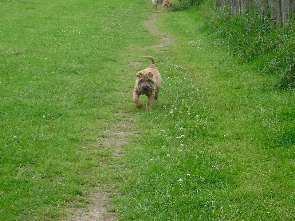 Troy is registered to the contest to win money with this photo: backyard, border_terrier, canidae, carnivore, companion_dog, dog, dog_breed, fawn, grass, grass_family, lawn, meadow, pasture, plant, sporting_group, tail, yard