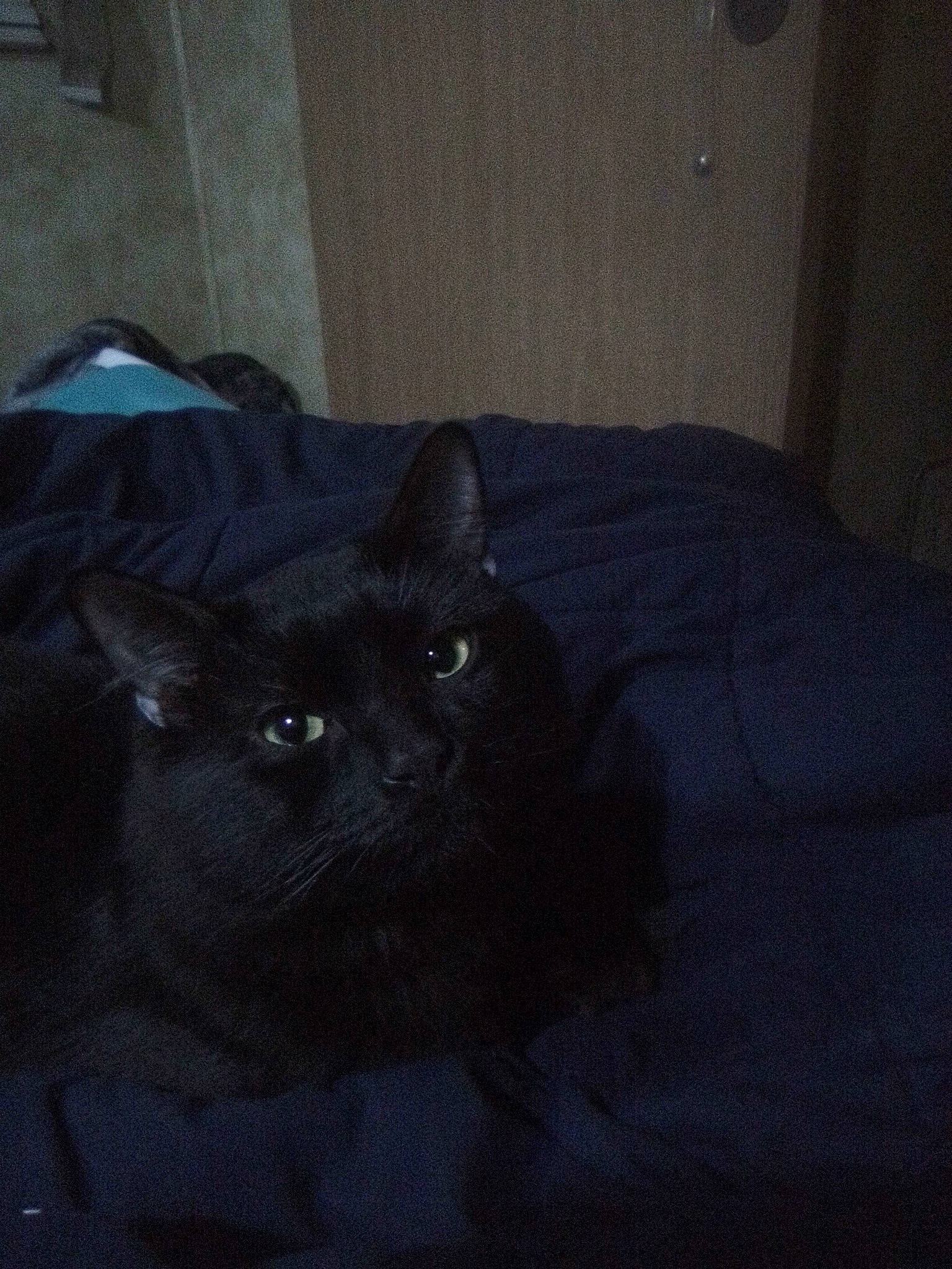 Perseus joined the competition — help win amazing prizes! bedding, black_cat, bombay, box, carnivore, cat, comfort, darkness, domestic_short_haired_cat, felidae, fur, grey, hardwood, linens, room, small_to_medium_sized_cats, snout, tail, terrestrial_animal, whiskers