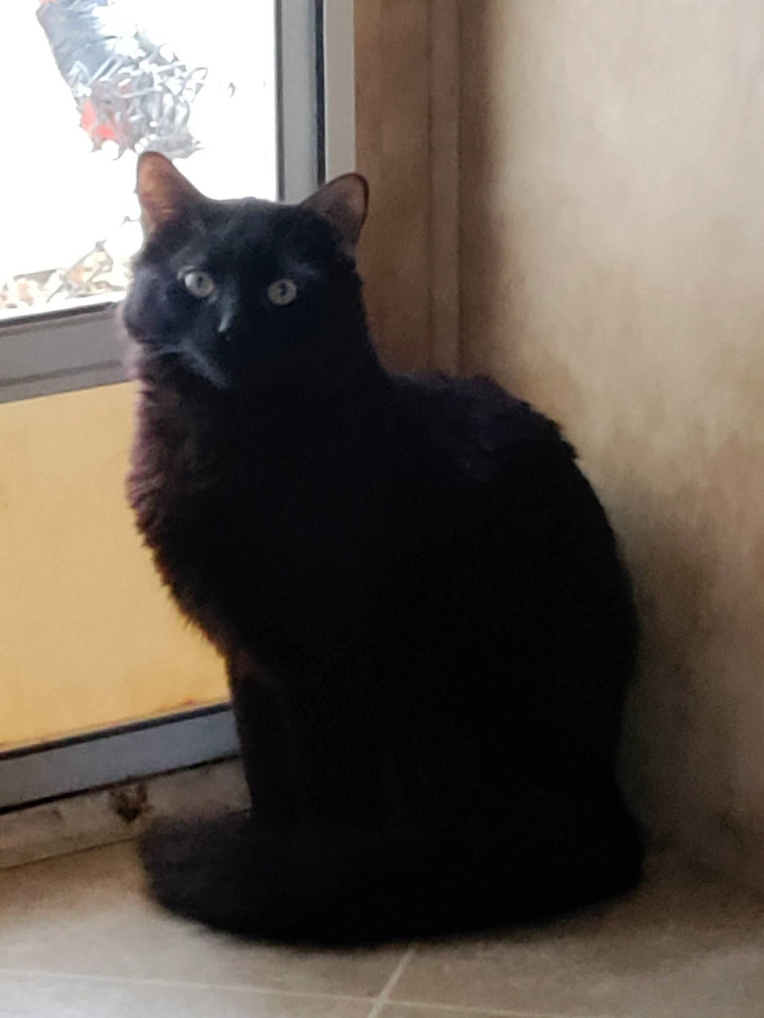Perseus joined the competition — help win amazing prizes! black_cat, bombay, carnivore, cat, claw, domestic_short_haired_cat, eye, felidae, flooring, fur, grey, paw, sitting, small_to_medium_sized_cats, snout, tail, terrestrial_animal, whiskers, window