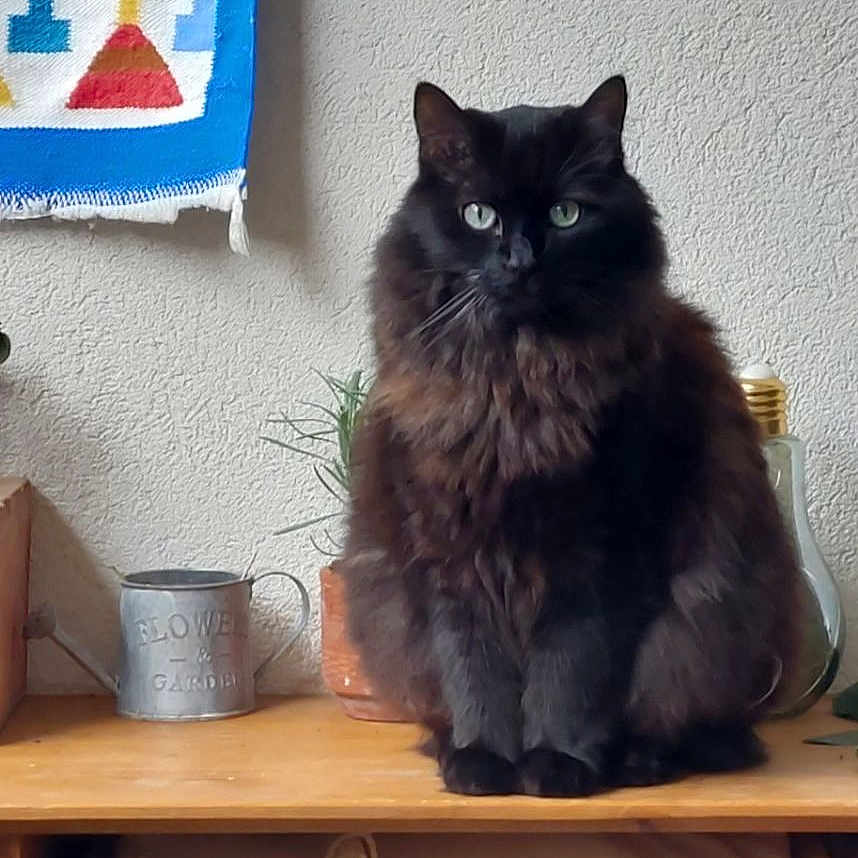 Reglisse a rejoint le concours — aidez-le/la à gagner de superbes lots ! animal, cat, cup, desk, drawer, furniture, homedecor, indoors, interiordesign, kitten, linen, manx, pet, plant, plywood, pottedplant, pottery, shelf, table, wood