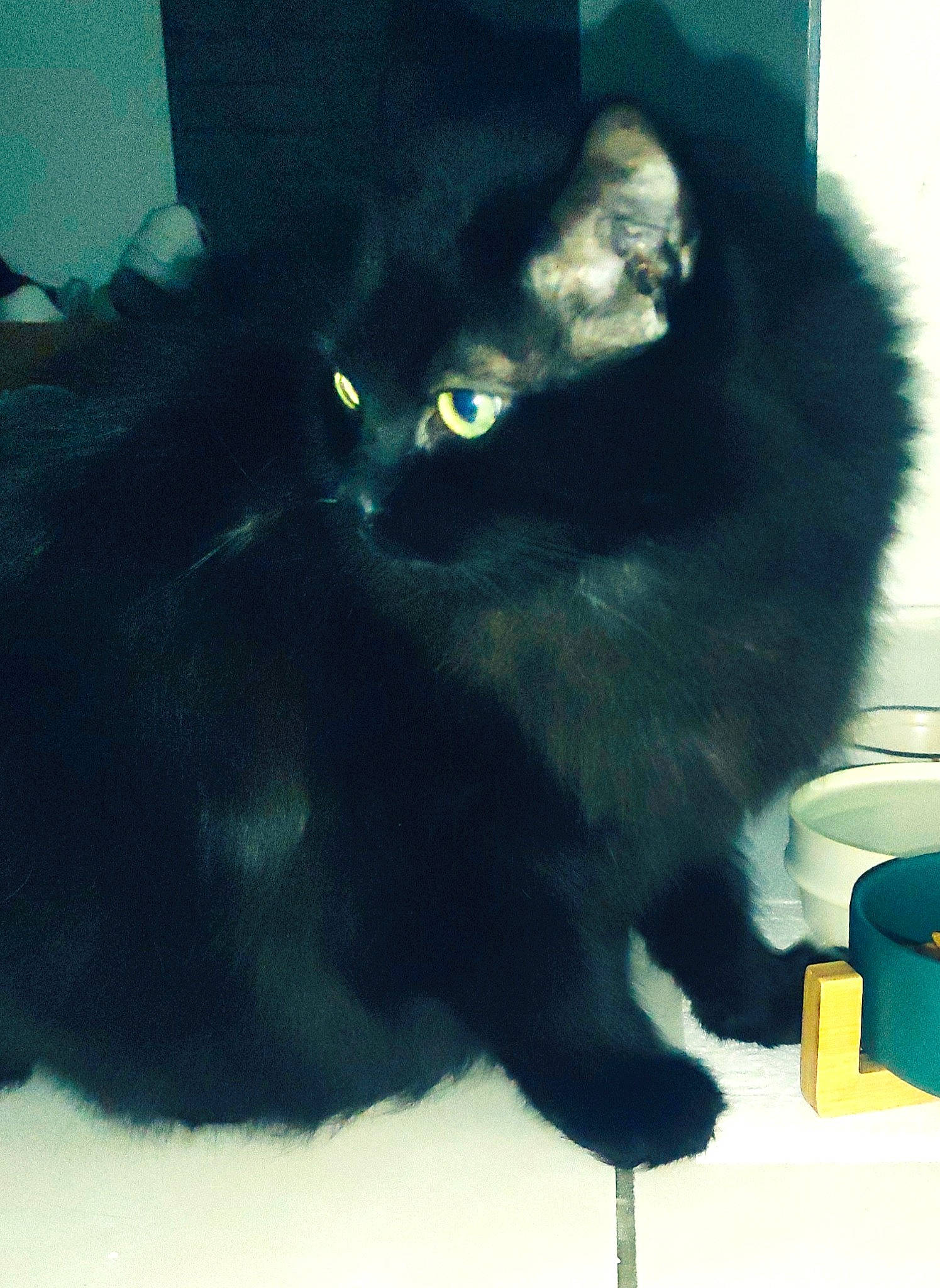 Reglisse participe au concours pour gagner de l'argent avec cette photo : black_cat, bombay, carnivore, cat, claw, comfort, dog_breed, domestic_short_haired_cat, electric_blue, felidae, fur, mammal, organism, small_to_medium_sized_cats, snout, tail, terrestrial_animal, whiskers