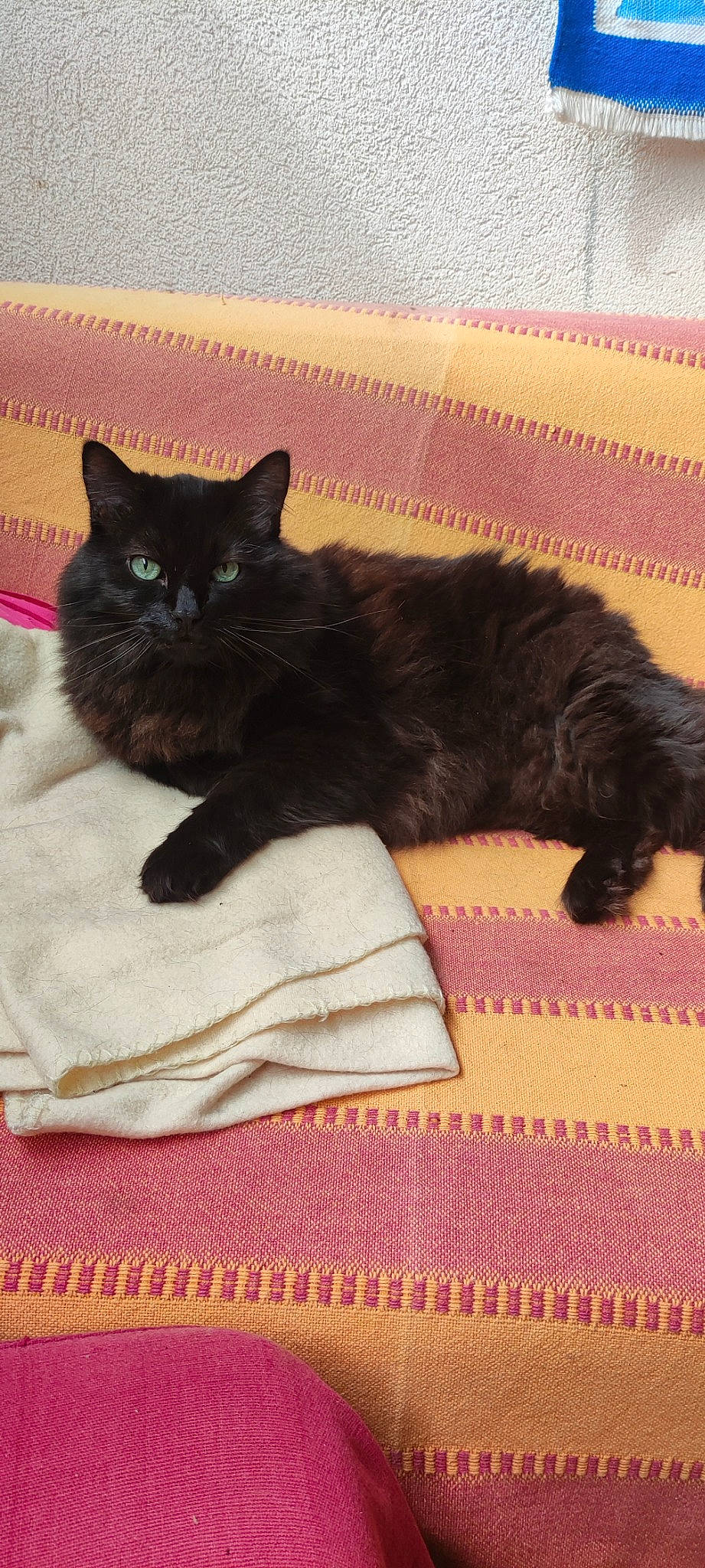 Reglisse participe au concours pour gagner de l'argent avec cette photo : black_cat, bombay, carnivore, cat, claw, comfort, domestic_short_haired_cat, felidae, flooring, fur, linens, pattern, paw, small_to_medium_sized_cats, snout, tail, terrestrial_animal, textile, whiskers, wood