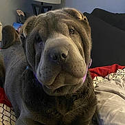 Smoki joined the competition — help win amazing prizes! animal, bed, blanket, collar, comfortable, cozy, cute, dog, domestic, ears, face, fur, indoor, lying_down, pet, quilt, resting, shar_pei, snout, wrinkles