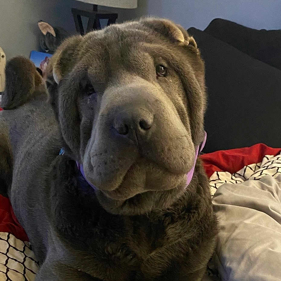Smoki