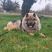 Storm participe au concours pour gagner de l'argent avec cette photo : dog, fluffy_dog, grass, tree, leash, tongue_out, outdoor, field, rural, fur, portrait, closeup, sitting, lying_down, pet, canine, meadow, cloudy_sky, happy, nature