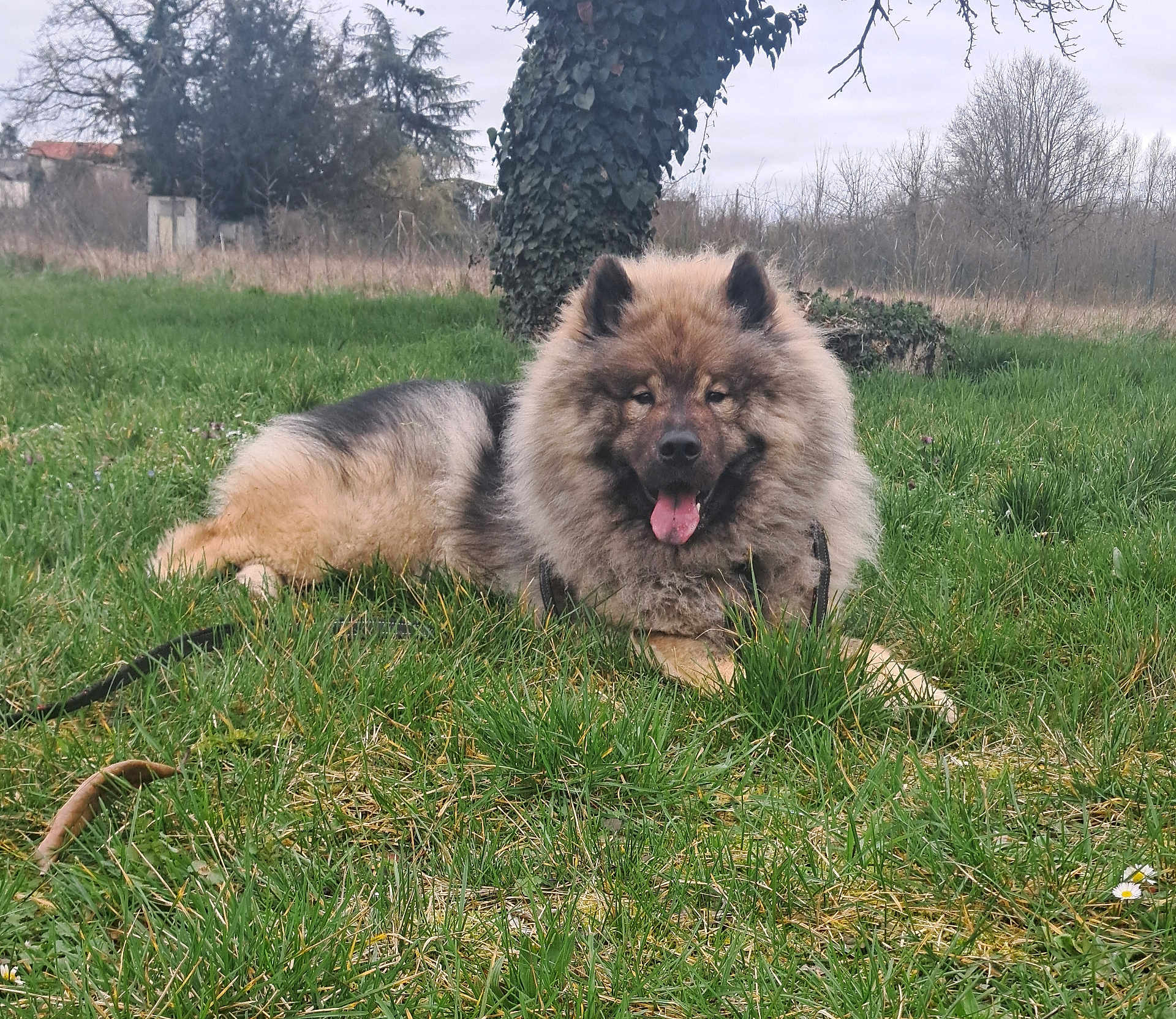 Storm participe au concours pour gagner de l'argent avec cette photo : dog, fluffy_dog, grass, tree, leash, tongue_out, outdoor, field, rural, fur, portrait, closeup, sitting, lying_down, pet, canine, meadow, cloudy_sky, happy, nature