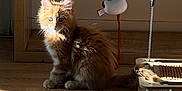 Wilson a rejoint le concours — aidez-le/la à gagner de superbes lots ! cat, kitten, ginger_cat, fluffy_fur, whiskers, feather_toy, sunlight, wooden_floor, indoor, furniture, basket, scratching_board, playful, sitting, portrait, shadow, pet, cute, eyes, tail