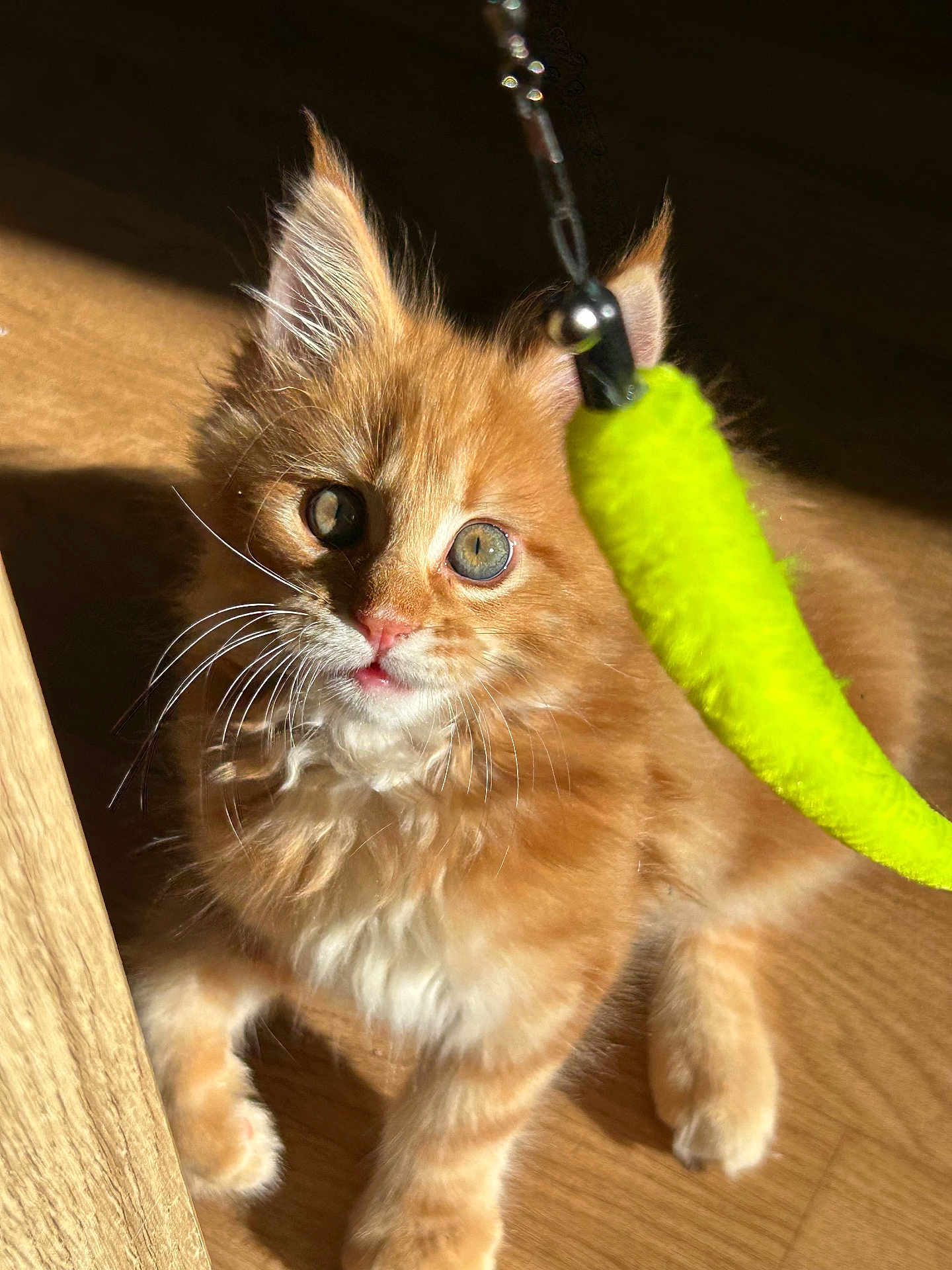 Wilson a rejoint le concours — aidez-le/la à gagner de superbes lots ! kitten, cat, orange_cat, fluffy, whiskers, toy, green_toy, sunlight, indoor, wood_floor, paws, eyes, portrait, close_up, cute, pet, playful, feline, fur, nose