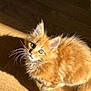 cat, kitten, ginger_cat, orange_fur, whiskers, hardwood_floor, sunlight, shadow, pet, portrait, curious, sitting, fluffy, ears, paw, indoor, closeup, adorable, animal, looking_up