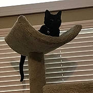 Thackery Binx joined the competition — help win amazing prizes! animal, bell, black_cat, cat, cat_tree, collar, cozy, cute, domestic_cat, feline, furry, home, indoor, perched, pet, resting, shadow, soft_lighting, tail, window_blinds