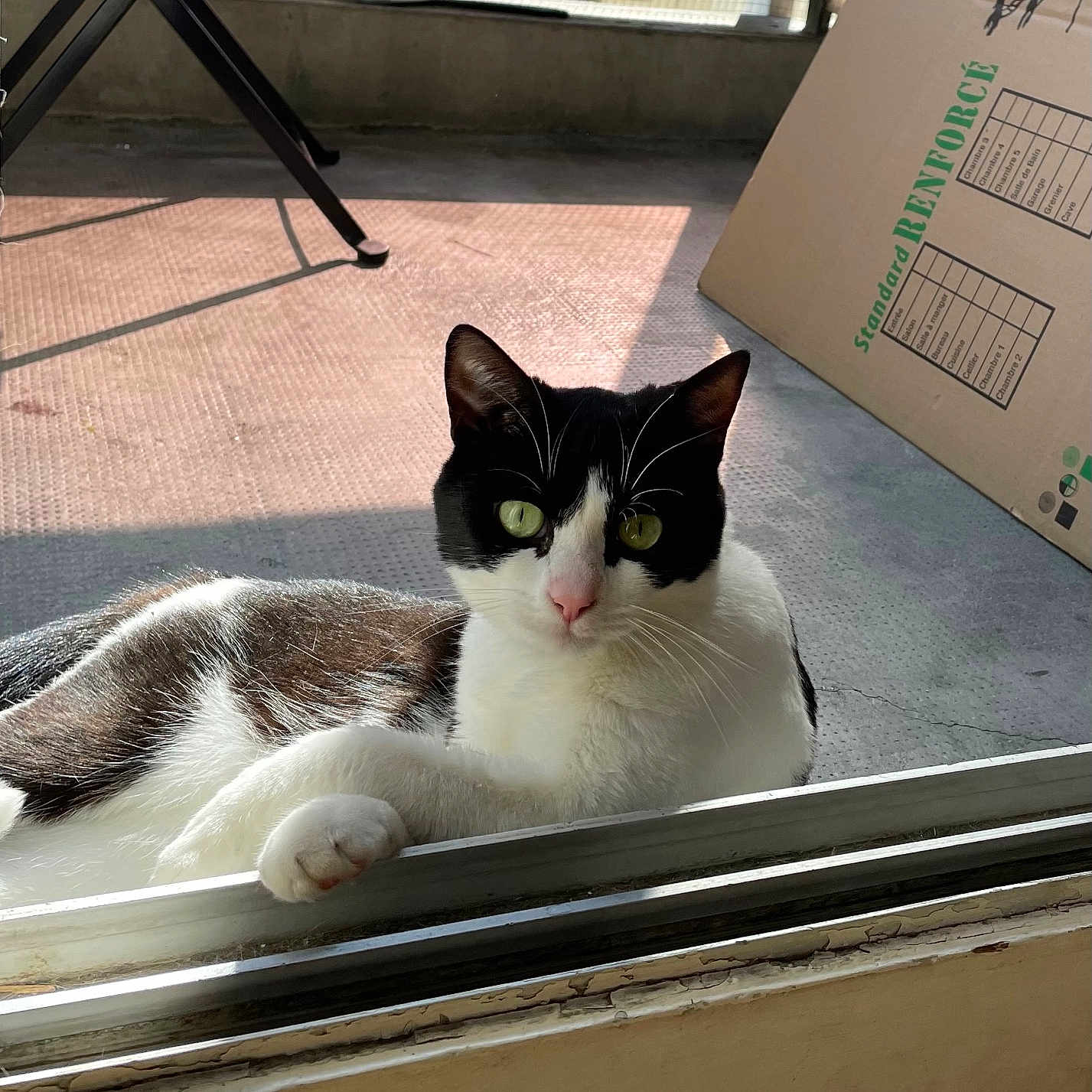 Cesar a rejoint le concours — aidez-le/la à gagner de superbes lots ! abyssinian, animal, architecture, box, building, cat, desk, document, egyptiancat, furniture, kitten, manx, outdoors, pet, receipt, shelter, table, text, window, windowsill