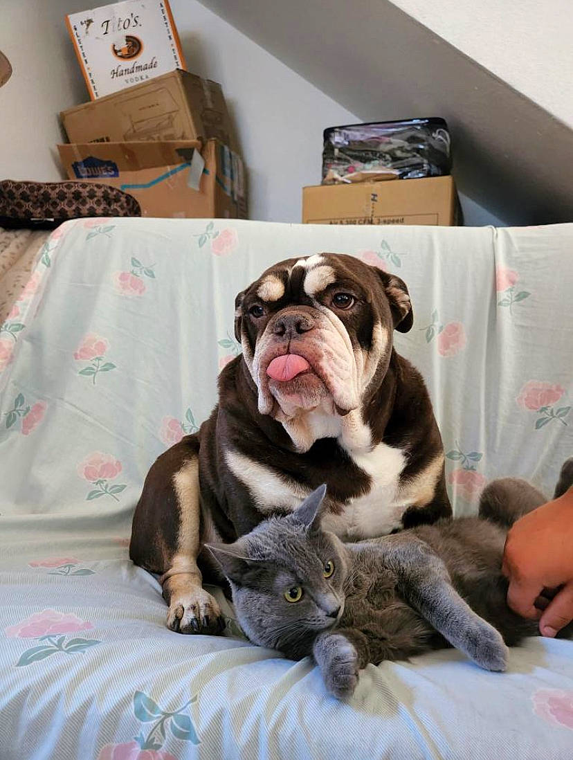 Buddy joined the competition — help win amazing prizes! bedding, bulldog, canidae, carnivore, comfort, companion_dog, dog, dog_breed, fawn, felidae, grey, linens, room, shipping_box, small_to_medium_sized_cats, snout, sporting_group, toy_dog, whiskers, working_animal