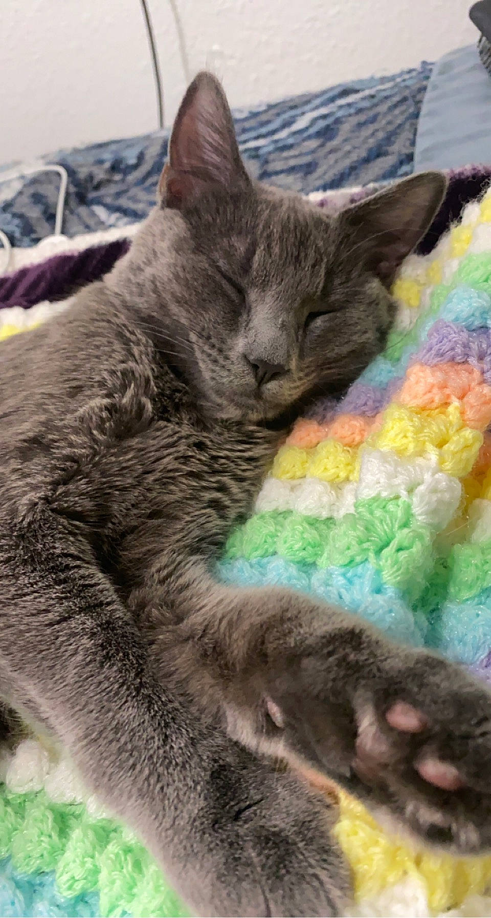 Bosco is registered to the contest to win money with this photo: carnivore, cat, cat_supply, claw, comfort, domestic_short_haired_cat, felidae, fur, grey, nap, paw, russian_blue, sleep, small_to_medium_sized_cats, snout, tail, terrestrial_animal, whiskers