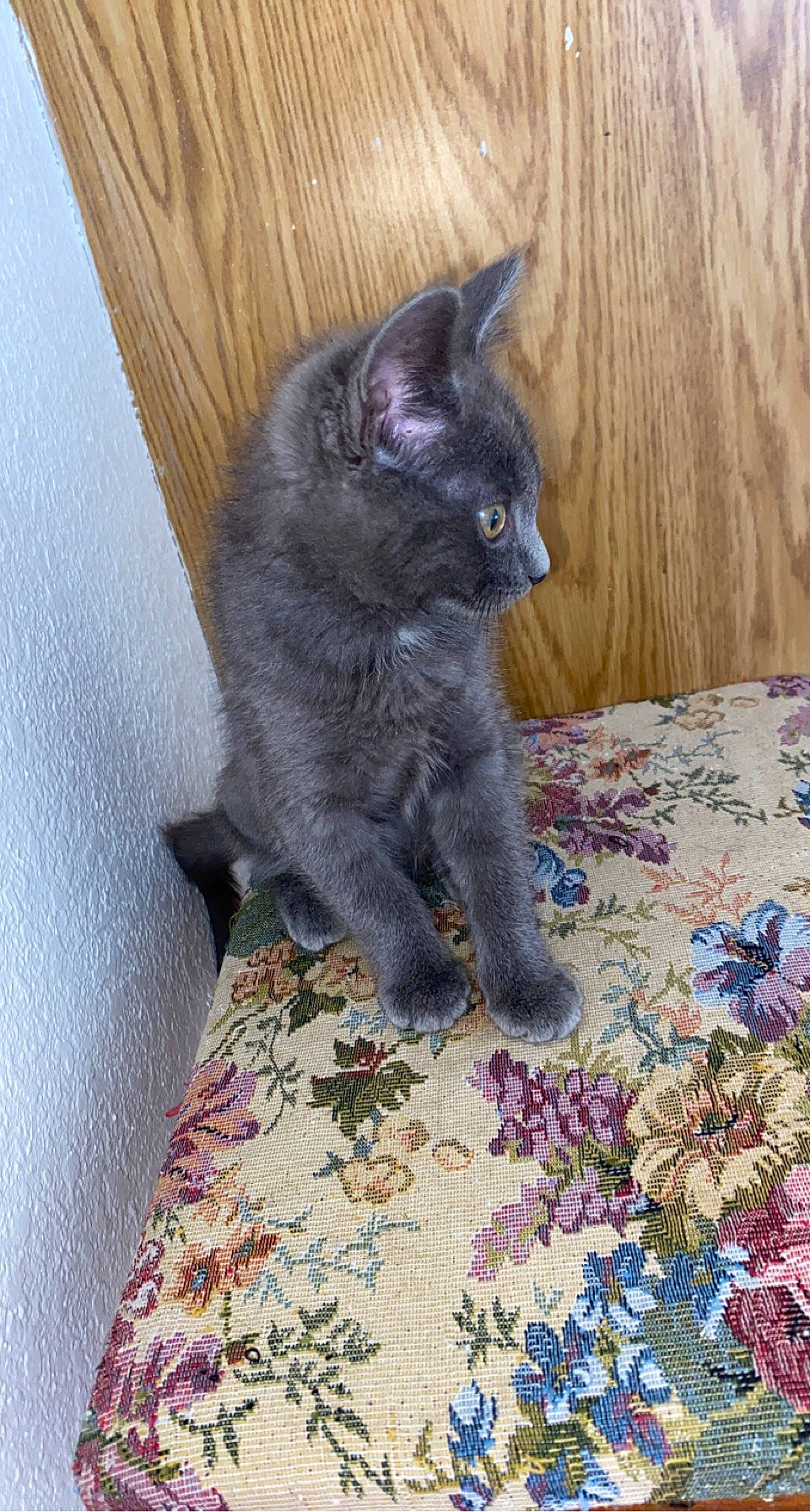 Bosco joined the competition — help win amazing prizes! black_cat, carnivore, cat, claw, comfort, domestic_short_haired_cat, felidae, fur, grey, linens, plant, small_to_medium_sized_cats, tail, terrestrial_animal, whiskers, wood