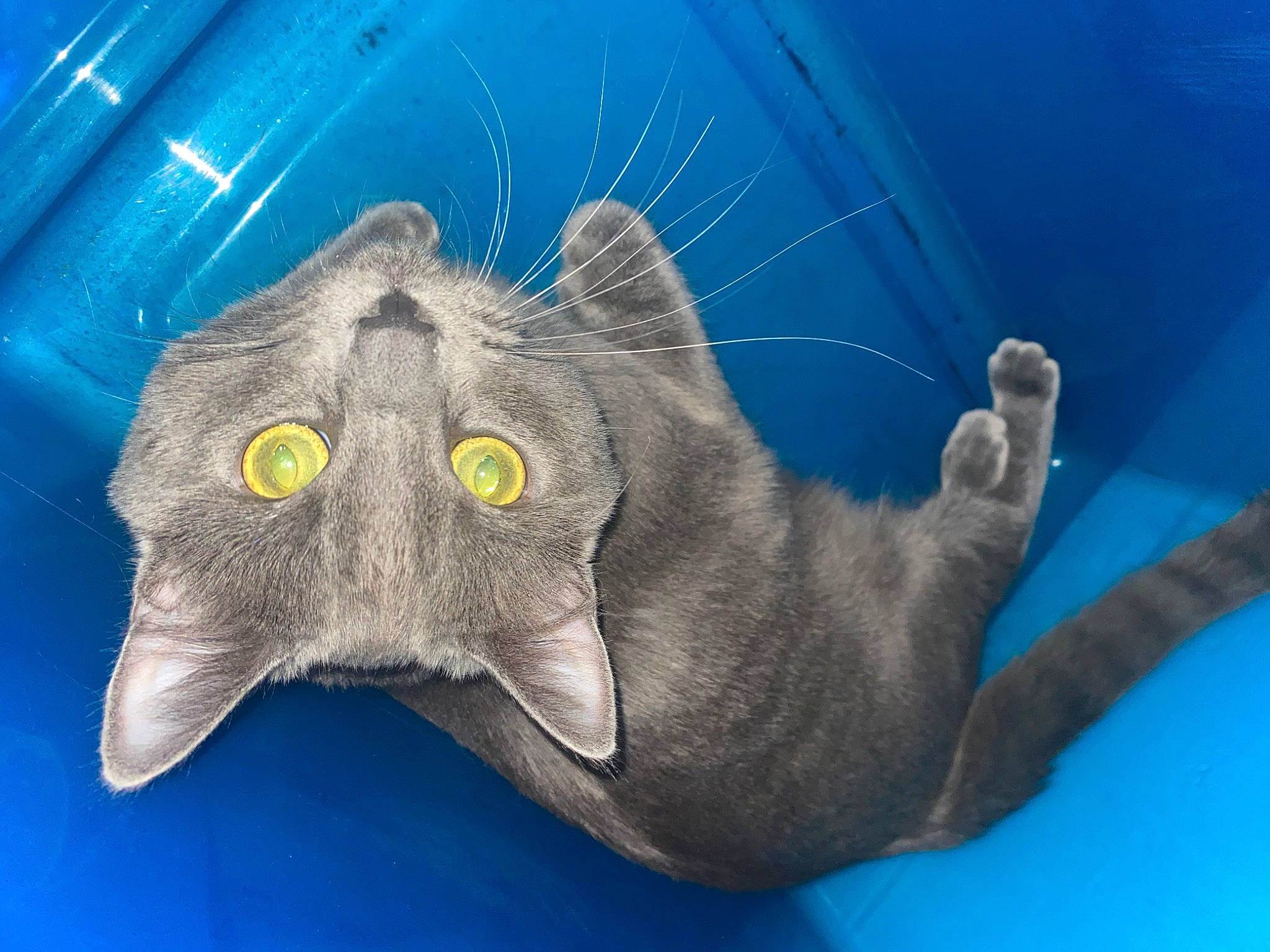 Bosco joined the competition — help win amazing prizes! art, blue, cat, electric_blue, fang, felidae, fur, jaw, personal_protective_equipment, russian_blue, science, small_to_medium_sized_cats, snout, terrestrial_animal, whiskers