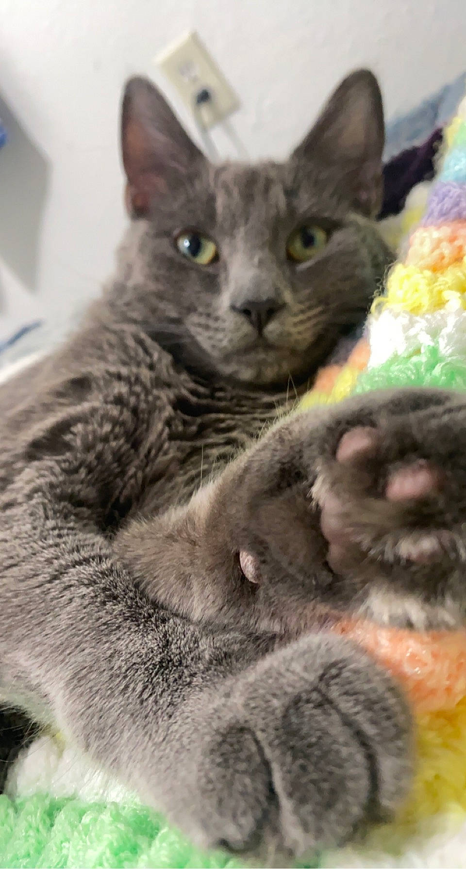 Bosco is registered to the contest to win money with this photo: carnivore, cat, claw, domestic_short_haired_cat, felidae, fur, grey, paw, russian_blue, small_to_medium_sized_cats, snout, terrestrial_animal, whiskers, window