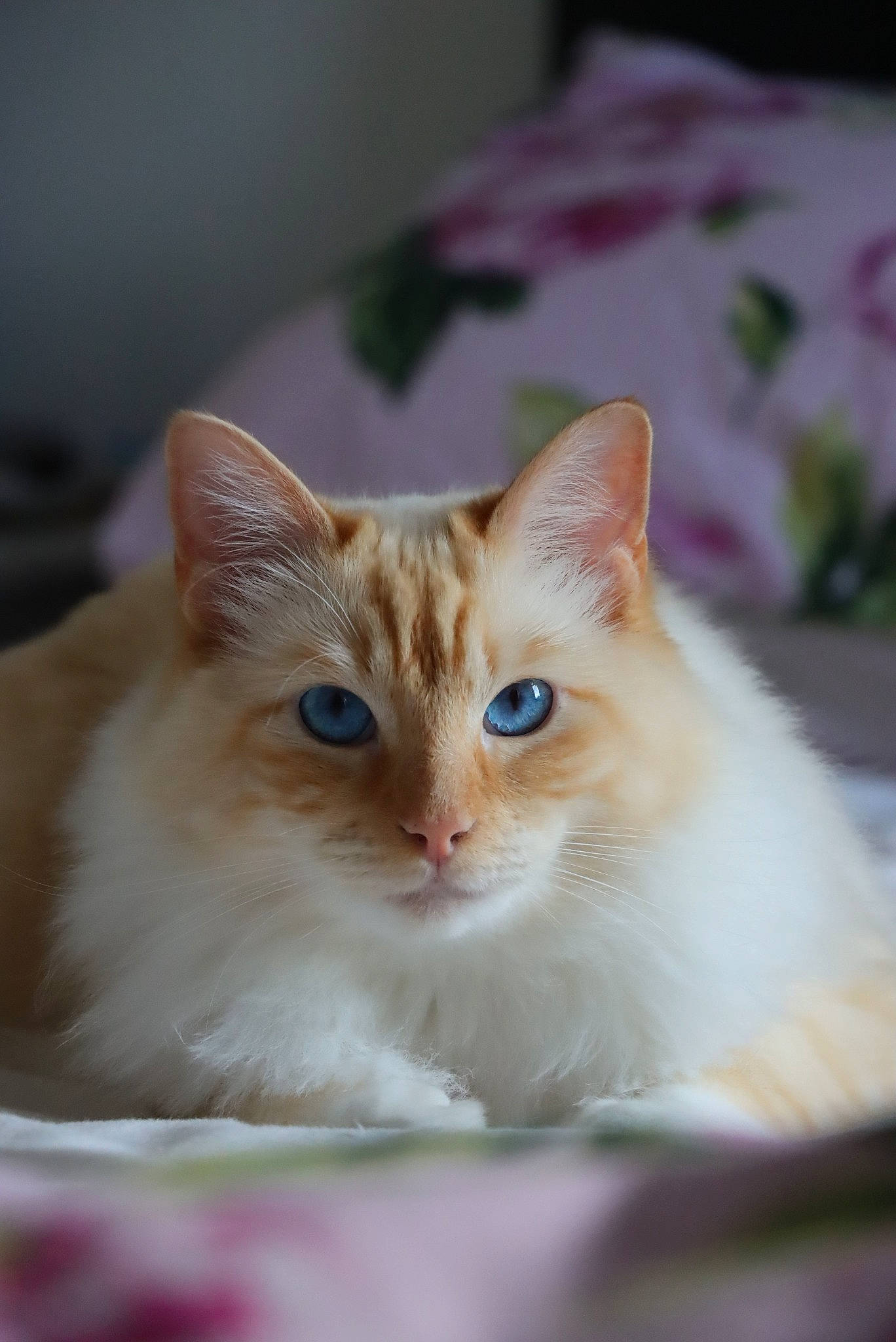 Floppy is registered to the contest to win money with this photo: carnivore, cat, cat_supply, domestic_short_haired_cat, fawn, felidae, fur, iris, paw, small_to_medium_sized_cats, snout, tail, whiskers