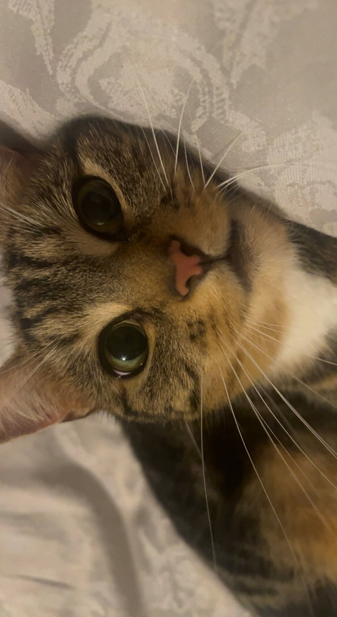 Boris joined the competition — help win amazing prizes! canidae, carnivore, cat, claw, close_up, domestic_short_haired_cat, ear, eye, eyelash, fang, fawn, felidae, fur, iris, paw, small_to_medium_sized_cats, snout, terrestrial_animal, whiskers, wildlife