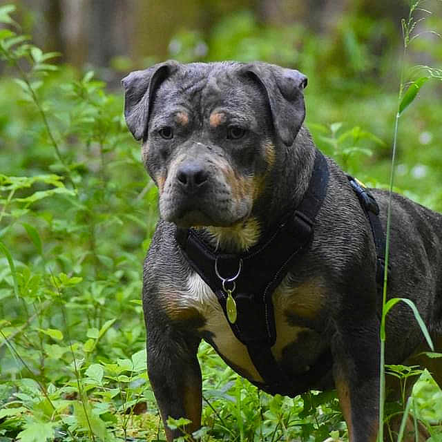 Akïra participe au concours pour gagner de l'argent avec cette photo : animal, boxer, bulldog, canine, dog, grass, jungle, land, leaf, nature, outdoors, pet, pitbull, plant, puppy, rainforest, snout, tree, vegetation, woodland