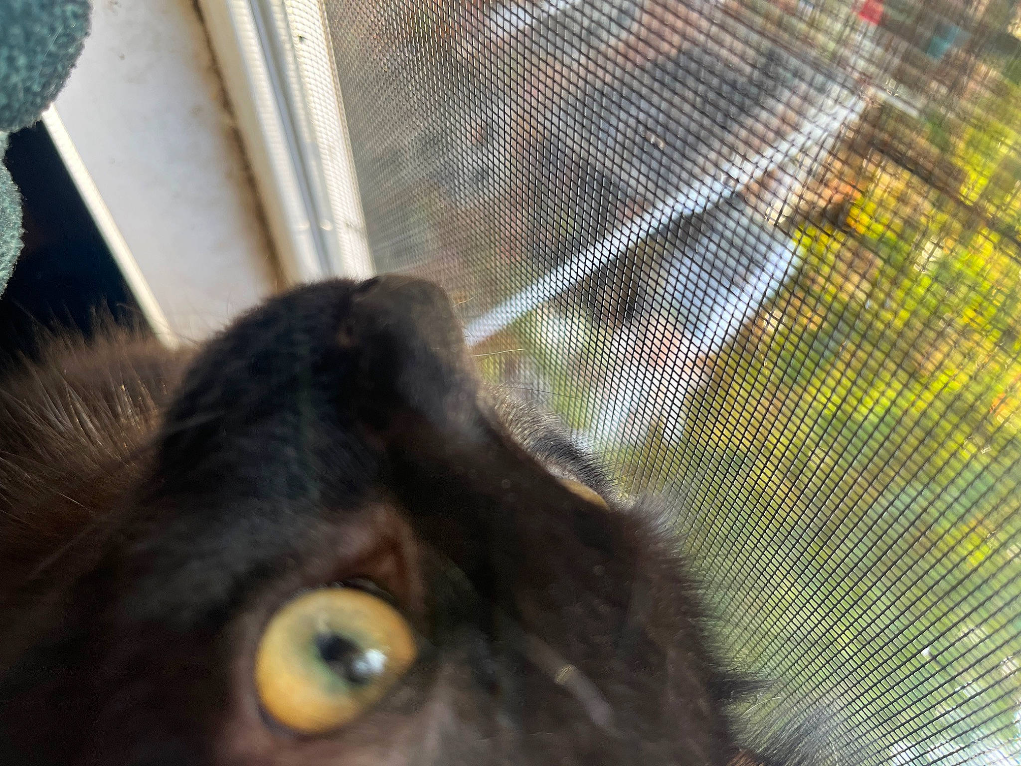 Mikku joined the competition — help win amazing prizes! carnivore, cat, dog_breed, domestic_short_haired_cat, ear, eyelash, fawn, felidae, fur, light, mammal, mesh, pet_supply, small_to_medium_sized_cats, snout, tail, terrestrial_animal, vertebrate, whiskers, window