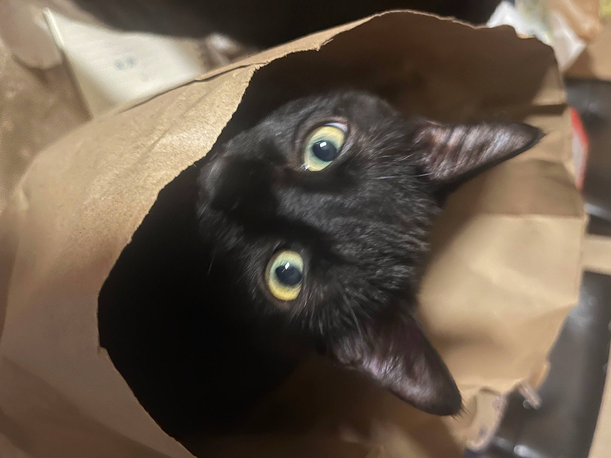 Mikku joined the competition — help win amazing prizes! black_cat, bombay, carnivore, cat, domestic_short_haired_cat, ear, felidae, fur, small_to_medium_sized_cats, whiskers
