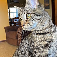 Nellie is registered to the contest to win money with this photo: abyssinian, animal, architecture, armchair, building, cat, chair, couch, egyptiancat, furniture, hardwood, indoors, kitten, livingroom, manx, pet, room, shelf, wood