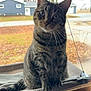 Nellie is registered to the contest to win money with this photo: abyssinian, animal, architecture, building, cat, face, grass, head, house, housing, kitten, manx, nature, outdoors, person, pet, photography, plant, porch, shelter