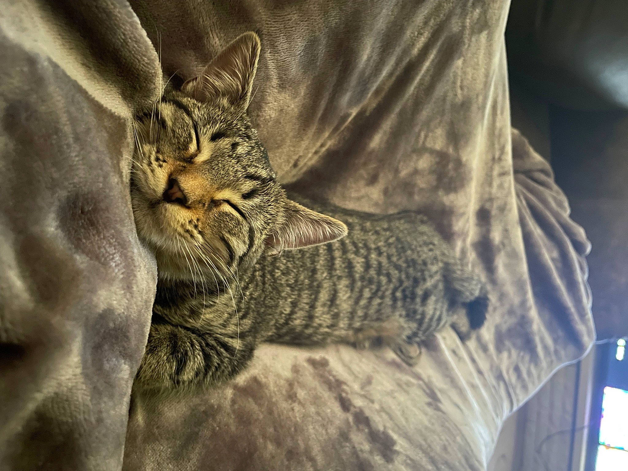 Nellie is registered to the contest to win money with this photo: carnivore, cat, claw, comfort, domestic_short_haired_cat, felidae, fur, grey, pattern, paw, small_to_medium_sized_cats, snout, tail, terrestrial_animal, whiskers, wildlife