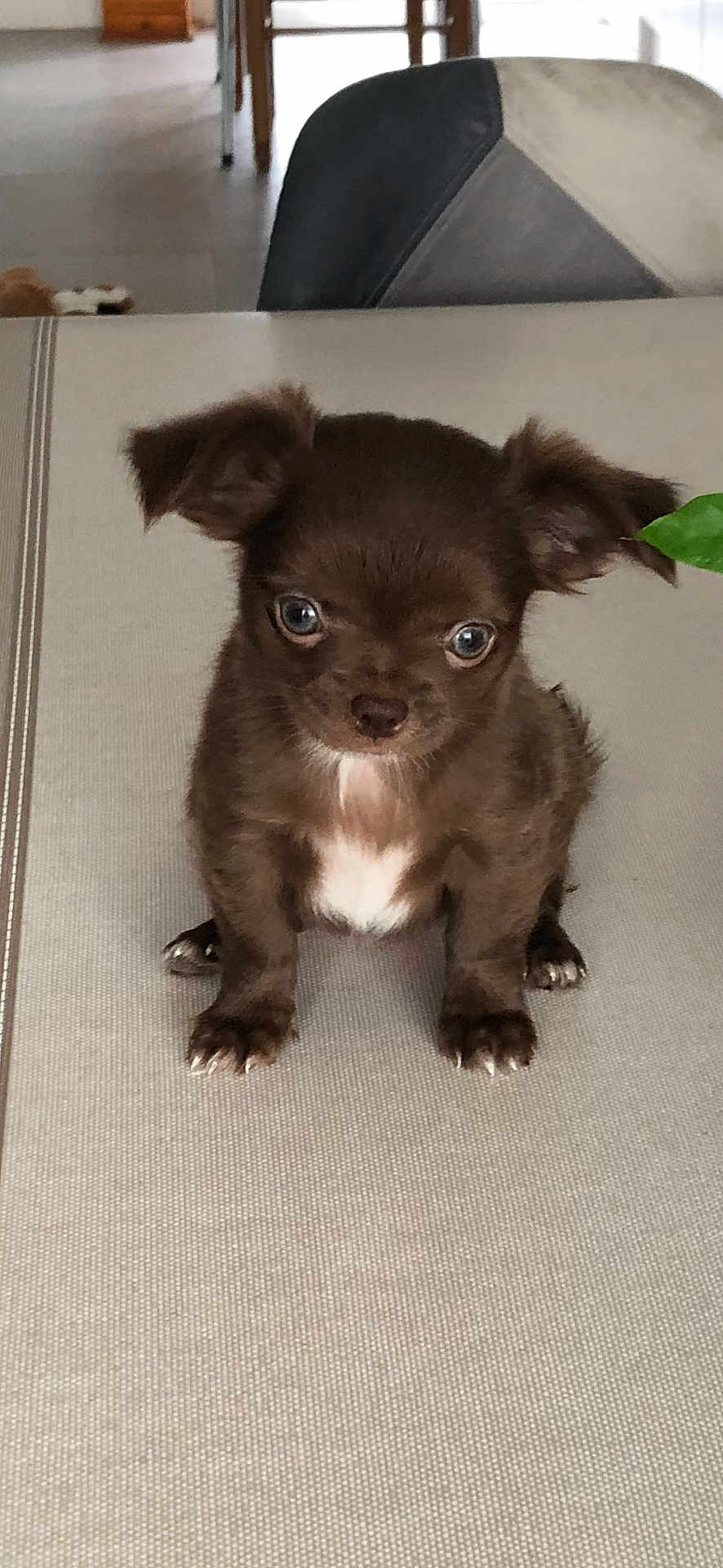 Amande participe au concours pour gagner de l'argent avec cette photo : puppy, brown, small_dog, cute, indoor, table, chair, white_patch, curious, pet, animal, fur, ears, sitting, looking, wide_eyes, domestic, young, tiny, adorable