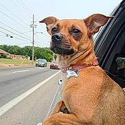 Sugar joined the competition — help win amazing prizes! brown_dog, car, car_window, collar, curious_expression, dog, dog_tag, ears, outdoor, paws, portrait, road, sky, small_dog, street, suburban, traffic, trees, utility_pole, vehicle_exterior