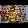 Sugar joined the competition — help win amazing prizes! brown_dog, christmas_lights, christmas_tree, cozy, curtain, decorative_bow, dog, festive, gift_box, holiday_decor, home_decor, indoor, looking_away, ornaments, pet, reindeer_curtain, ribbon, small_dog, stuffed_toys, tree_skirt