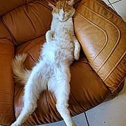 Guismo a rejoint le concours — aidez-le/la à gagner de superbes lots ! cat, orange_and_white_cat, fluffy_cat, sleeping_cat, relaxed_cat, leather_chair, brown_leather, indoor, tile_floor, pet, animal, resting, feline, paw, whiskers, cozy, napping, cute, domestic_cat, fur