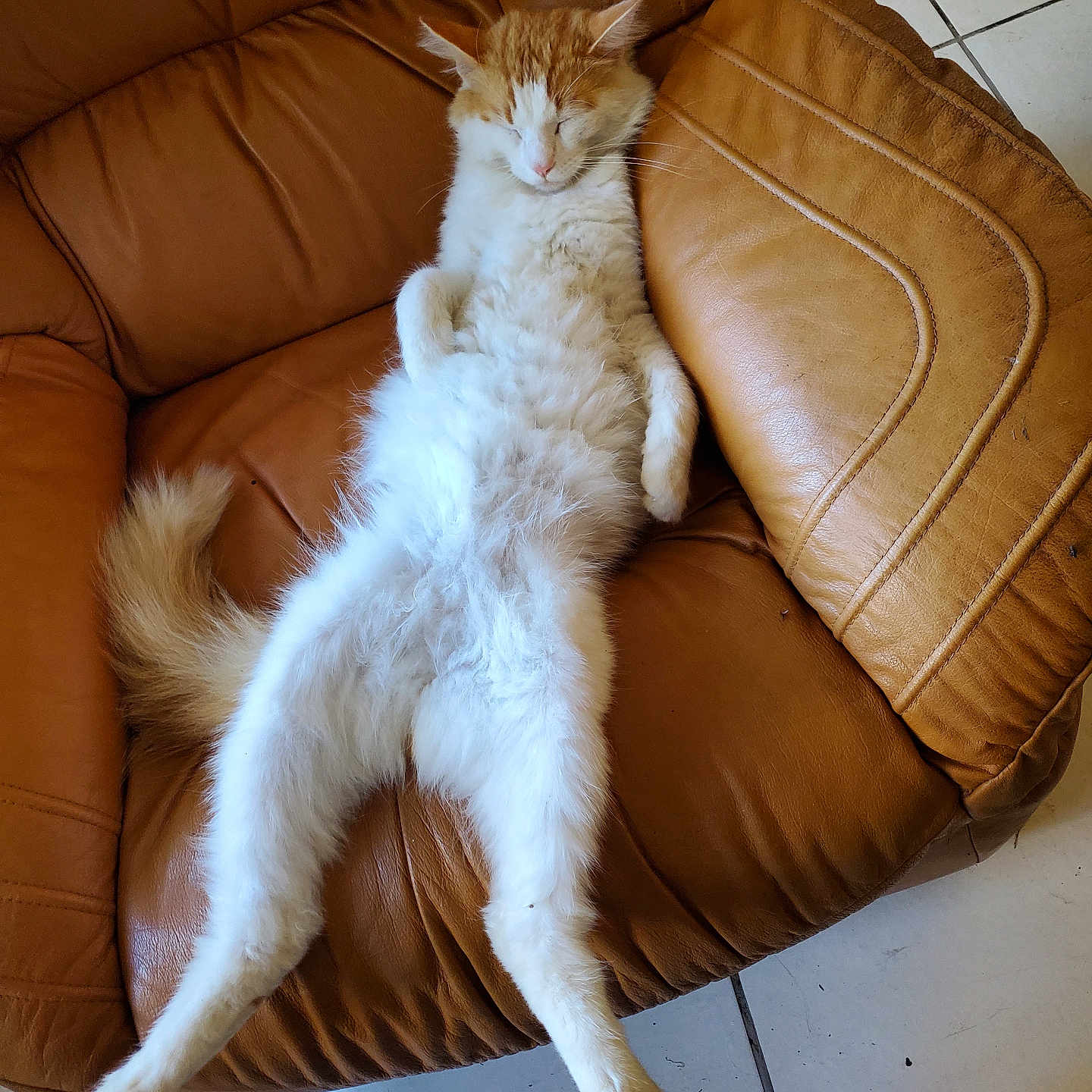Guismo a rejoint le concours — aidez-le/la à gagner de superbes lots ! cat, orange_and_white_cat, fluffy_cat, sleeping_cat, relaxed_cat, leather_chair, brown_leather, indoor, tile_floor, pet, animal, resting, feline, paw, whiskers, cozy, napping, cute, domestic_cat, fur